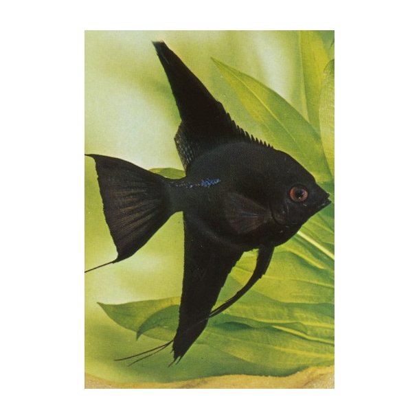 Pterophyllum scalare Pinoy Sort
