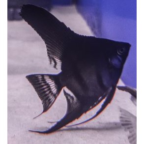 Pterophyllum scalare Pinoy ghost Dansk opdrt