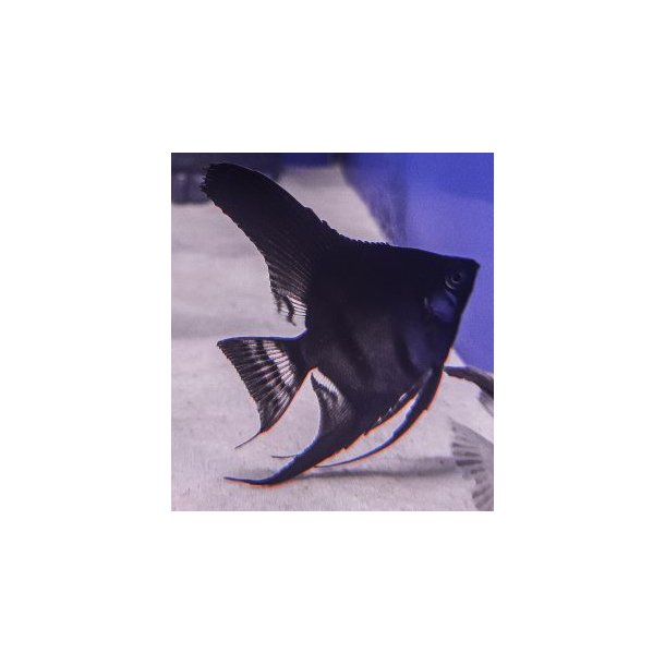 Pterophyllum scalare Pinoy ghost Dansk opdrt