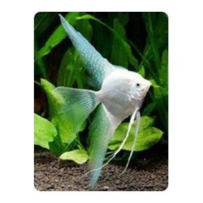 Pterophyllum scalare Platinum silver longfin