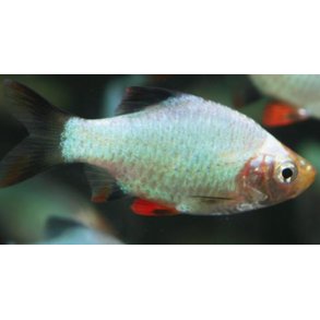 Barbus tetrazona - Platiniun grn siambarbe.