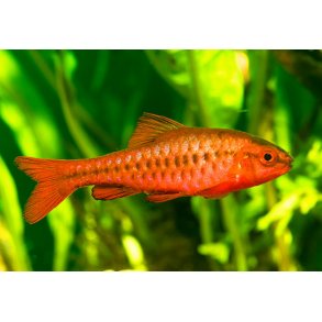 Puntius titteya - Titteya barbe.