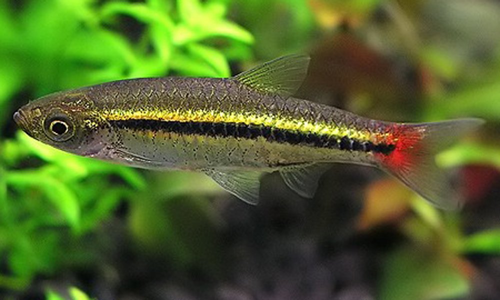Rasbora borapetensis Rødhalet rasbora Karpefisk AkvarieButikken ApS