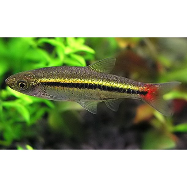 Rasbora borapetensis Rdhalet rasbora