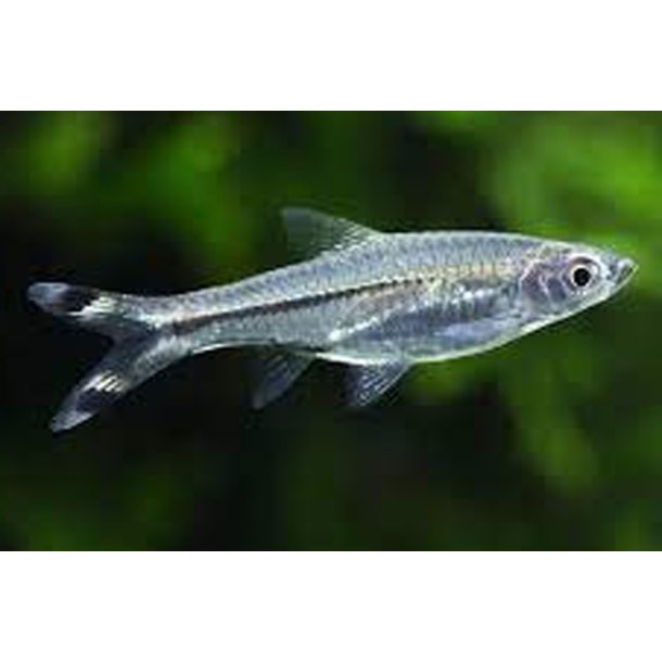 Rasbora triliniata saksehale