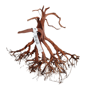 Rebel Tree Pris fra.