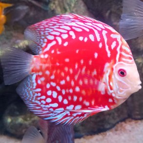 Symphosodon spec. Red Raffasia 14 cm.