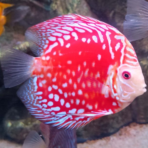 Symphysodon spec. Red Raffasia 14 cm.