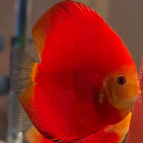 Symphysodon spec. Red crystal 8 cm.