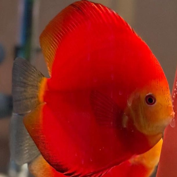 Symphysodon spec. Red crystal 8 cm.