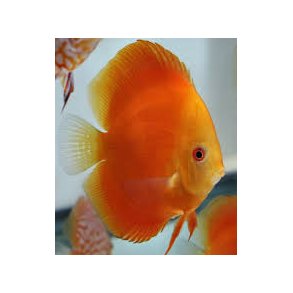 Symphysodon spec. Discusfisk Red melon 7 cm.