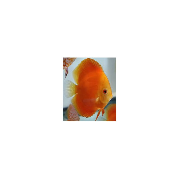 Symphysodon spec. Discusfisk Red melon 7 cm.