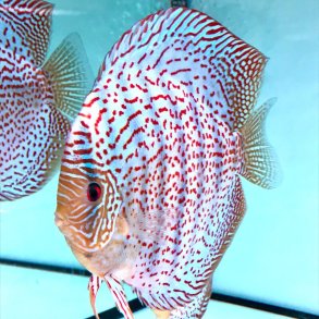 Symphysodon spec. Red spottet green 7,5-9 cm.