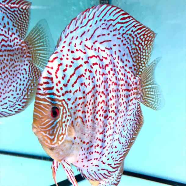 Symphysodon spec. Red spottet green 7,5-9 cm.
