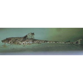 Rineloricaria sp.