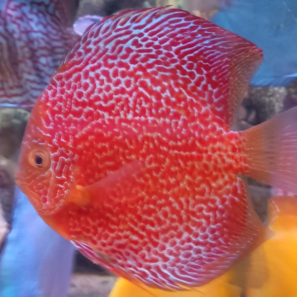 Symphysodon spec. Ring Leopard 14 cm.