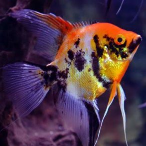 Pterophyllum scalare R�d marmor