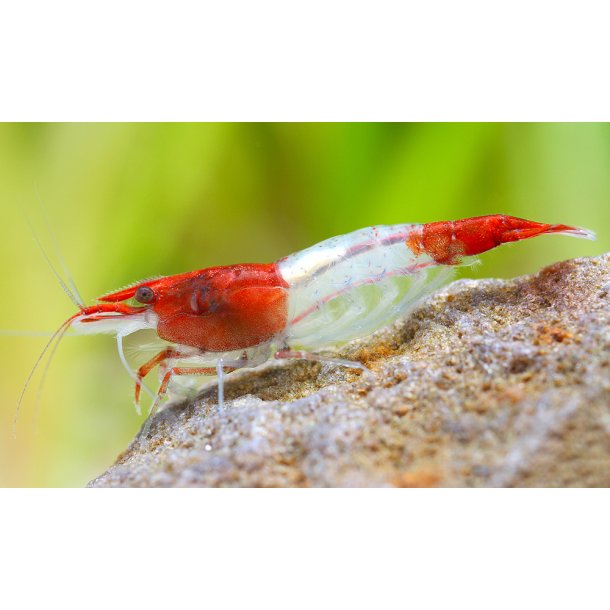 Neocaridina davidi  R�d rili