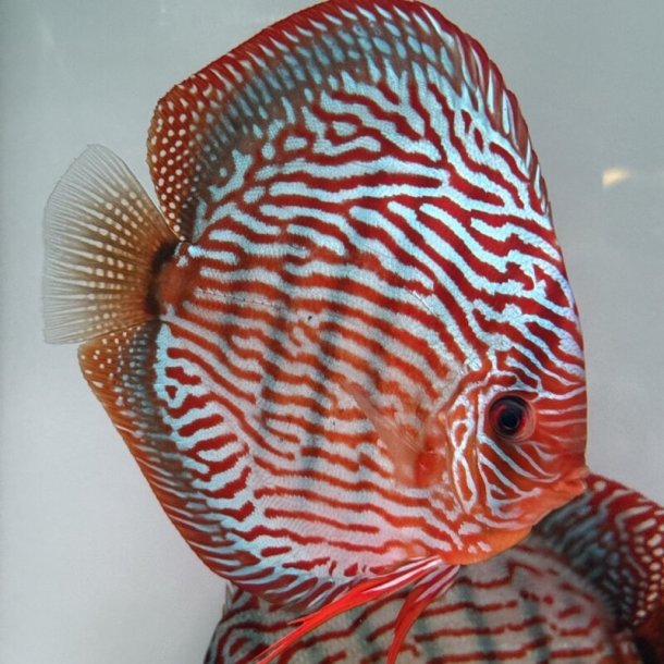 Symphysodon spec. R�d turquoise 12-13,5 cm.