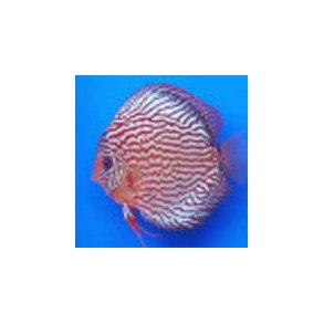 Symphysodon spec. Discusfisk Rdturkis x Blue scorpion snake 7 cm.