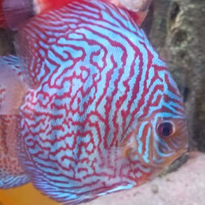 Symphysodon spec. Royal Tiger 15 cm.