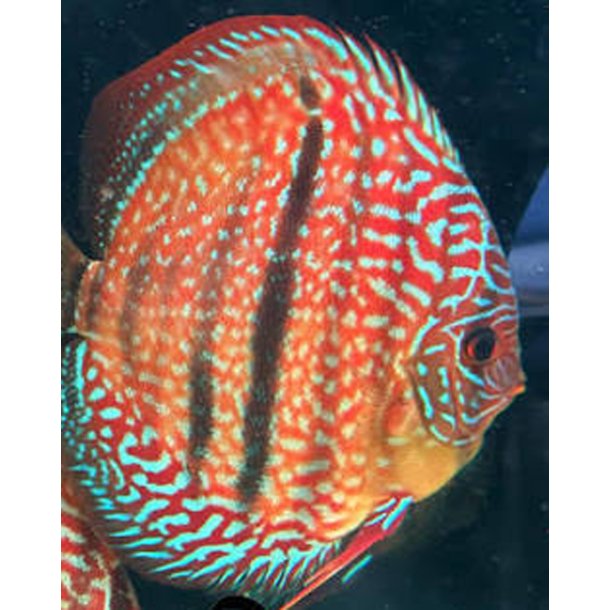Symphysodon spec. Royal turquise heckel cross 7 cm.