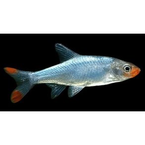 Sawbwa resplendens Asiatisk r�dn�se