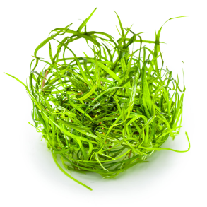 1-2-Grow Tropica Sagittaria subulata 'Needle Leaf'