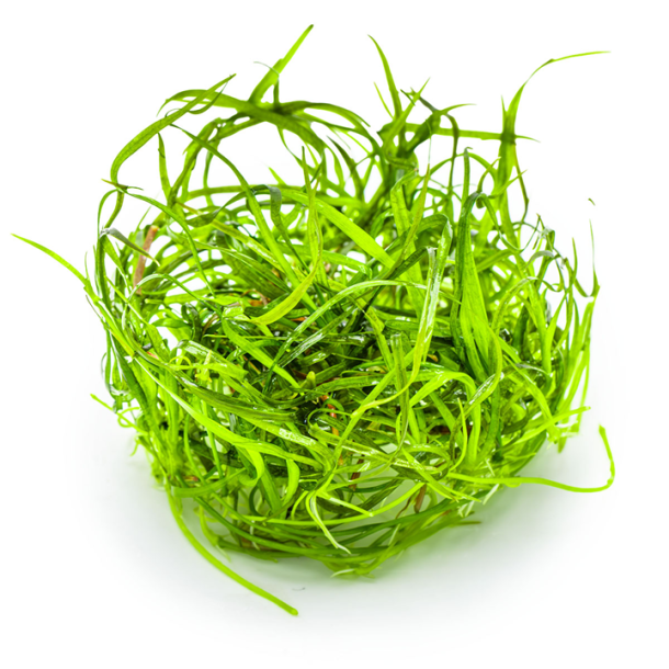 1-2-Grow Tropica Sagittaria subulata 'Needle Leaf'