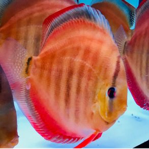 Symphysodon spec. San Merah 4,5-6 cm.