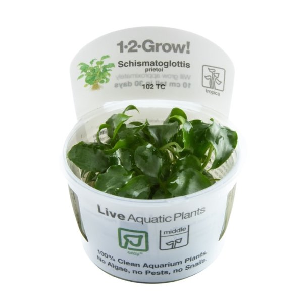 1-2-Grow Tropica Schismatoglottis prietoi