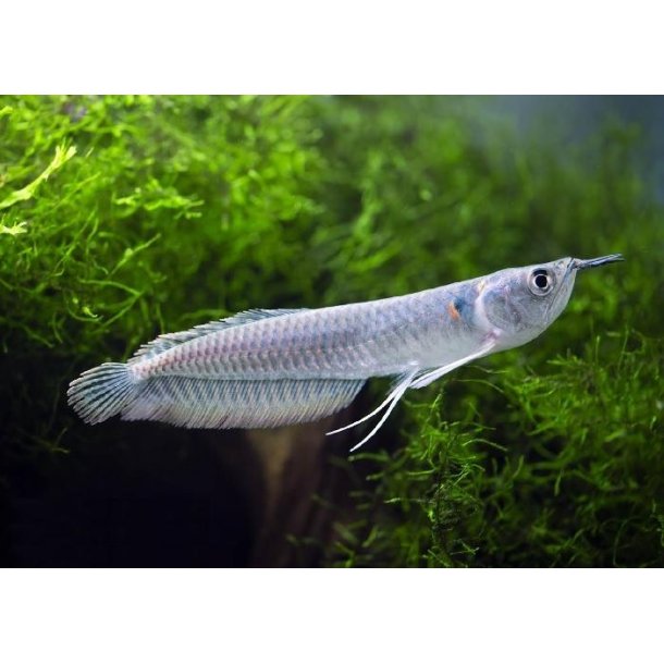 Osteoglossum bicirrhosum Slv arowana