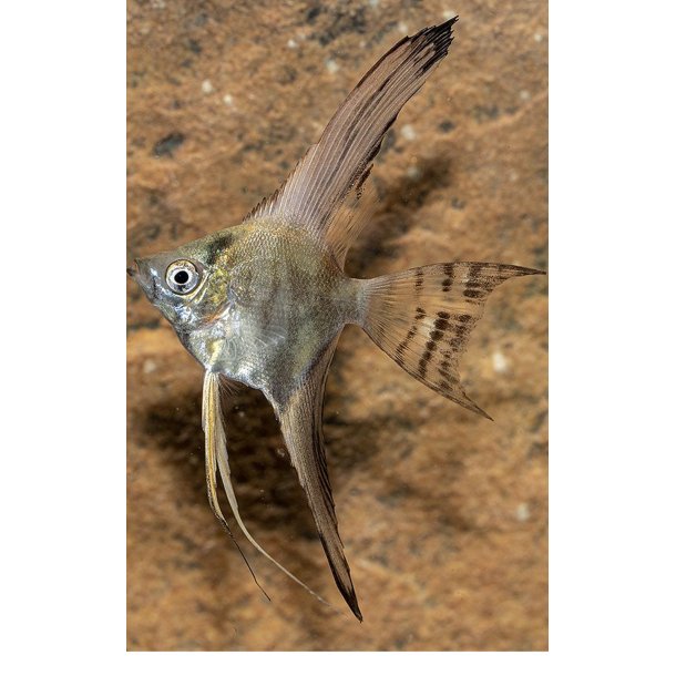 Pterophyllum scalare Smoke longfin