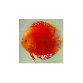 Symphysodon spec. Discusfisk Marlboro red 7 cm.