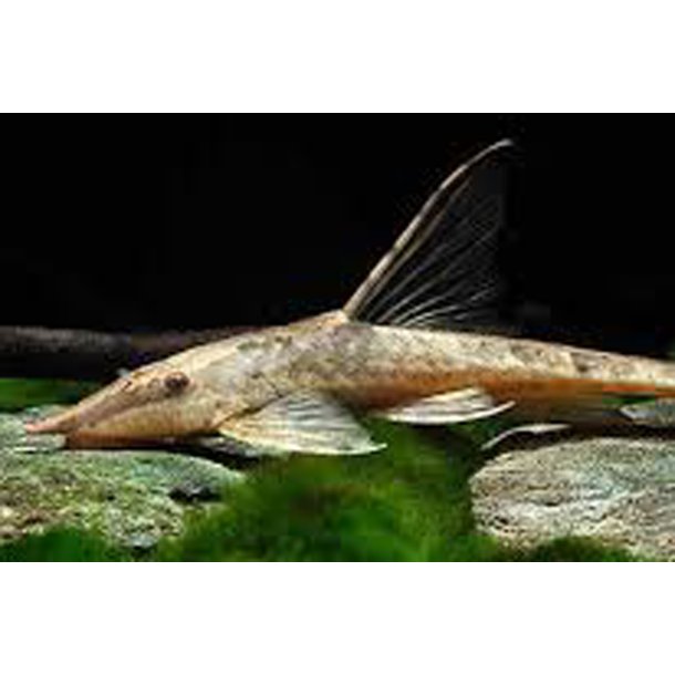 Sturisoma aureum XXL.