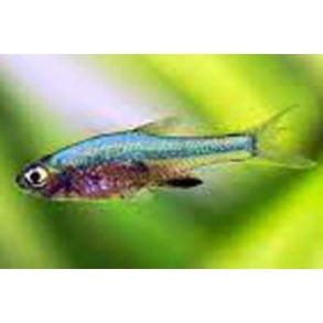 Sundadanio axelrodi neon blue