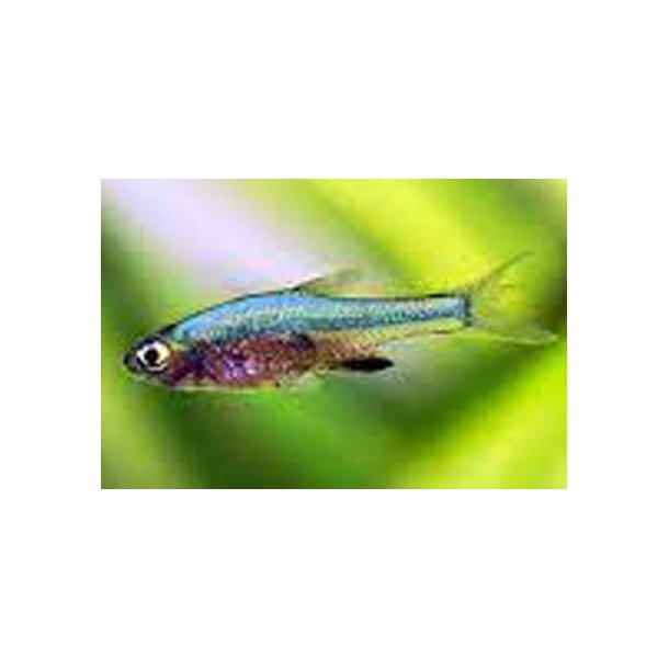 Sundadanio axelrodi neon blue