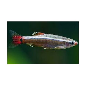 Tanichthys albonubes Skybjergfisk