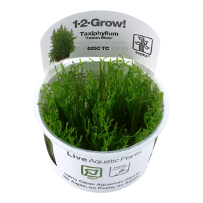 1-2-Grow Tropica Taxiphyllum alternans 'Taiwan Moss'