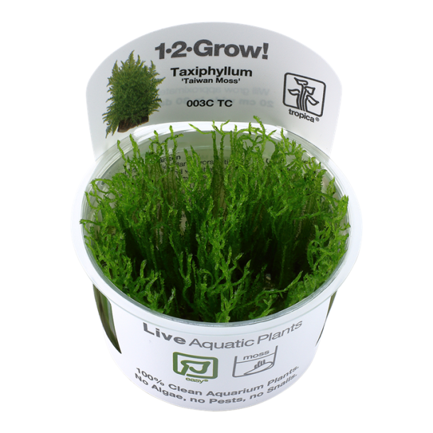 1-2-Grow Tropica Taxiphyllum alternans 'Taiwan Moss'