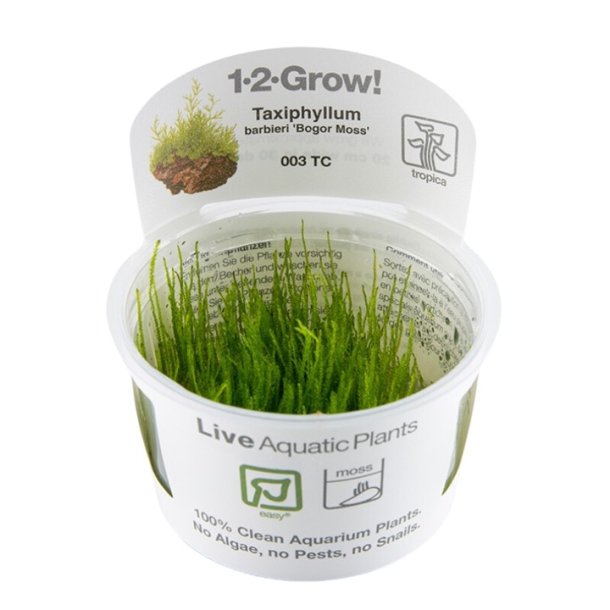 1-2-Grow Tropica Taxiphyllum barbieri 'Bogor Moss'