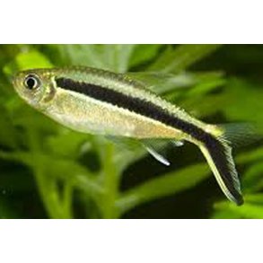 Thayeria boehlki Falsk skrsvmmer