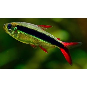 Thayeria sp. Falsk skr�sv�mmer Red tail