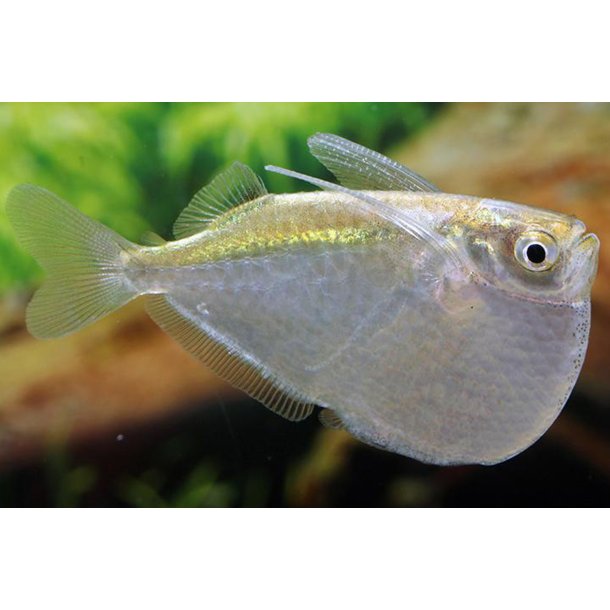 Gasteropelecus sternicla Flod ksefisk