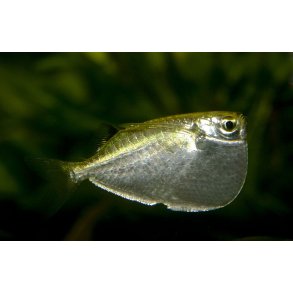 Thoracocharax stellatus - S�lv �ksefisk