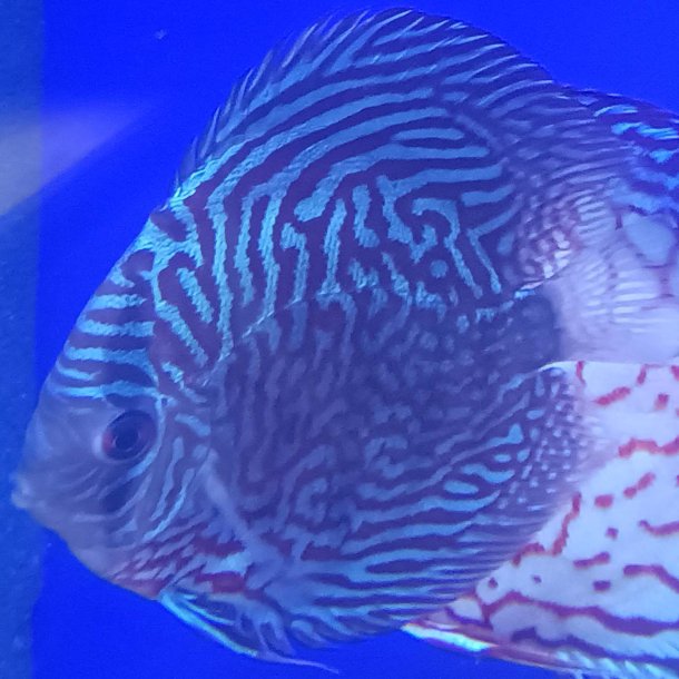 Symphysodon spec.  Tiger 14 cm.