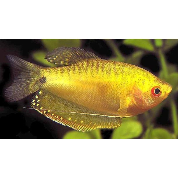 Trichogaster Trichopterus - Guld gurami