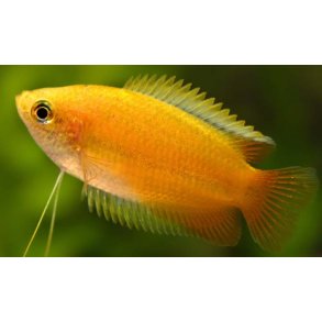 Trichogaster chuna - Gul honning gurami