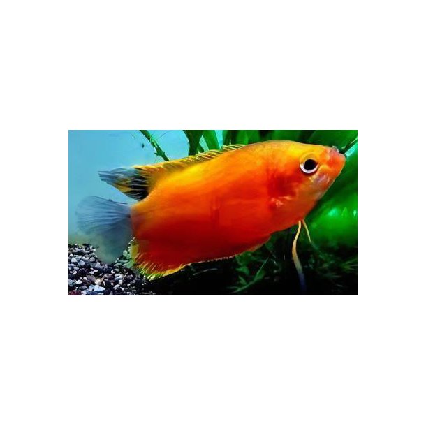 Trichogaster labiosa sunset.