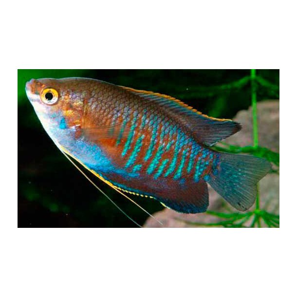 Trichogaster labiosa Tyklbet gurami Pris pr. par